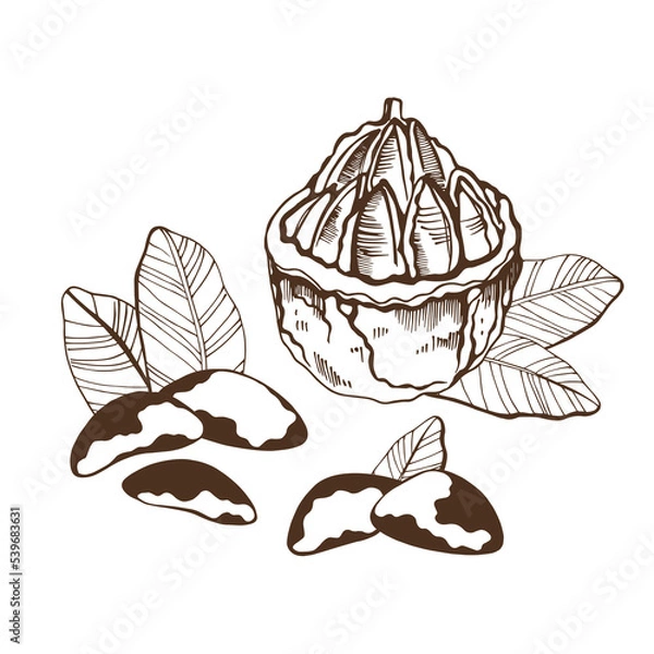Fototapeta Set of  brazilian nuts and leaves on white background. Hand drawn vector illustration.