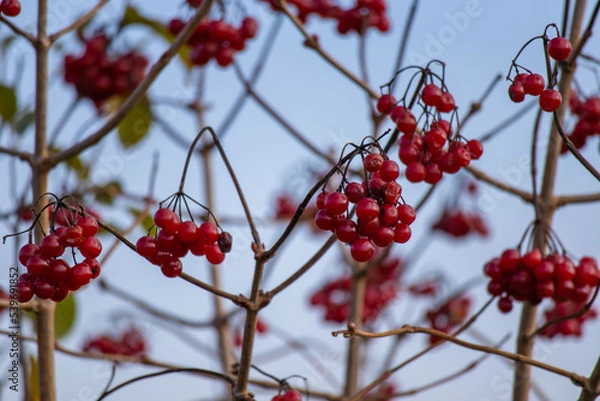 Obraz Plants and branches in the autumn in the mountains