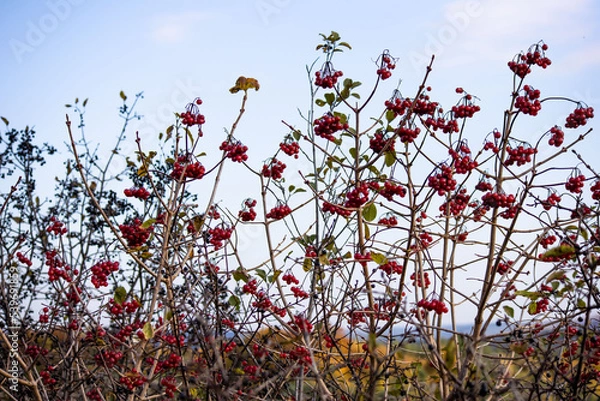 Obraz Plants and branches in the autumn in the mountains