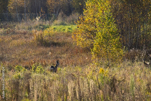 Obraz Autumn landscape in the Kraków-Częstochowa Jura