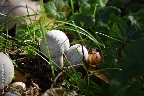 Fototapeta Young agaricus growing out off the forest floor.