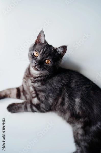 Fototapeta Adorable black little cat on white background.