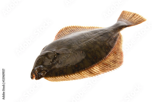 Fototapeta Fresh flounder, Live and freshly caught  Flounder