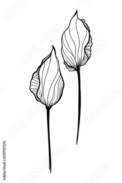 Fototapeta vector illustration flower abstract tulip black and white