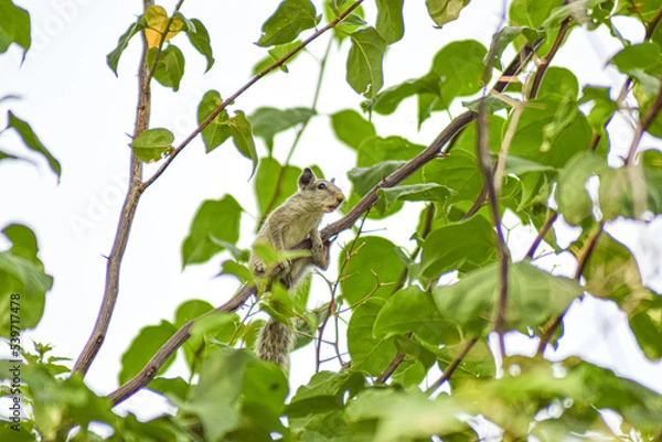 Fototapeta bird on a branch