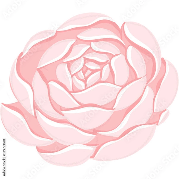 Fototapeta Rose Elements and illustration