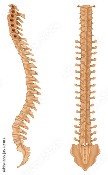 Obraz Spine