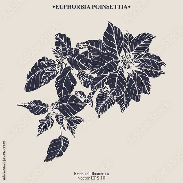 Fototapeta Vector hand drawn Euphorbia Poinsettia. Eps 10 botanical illustration