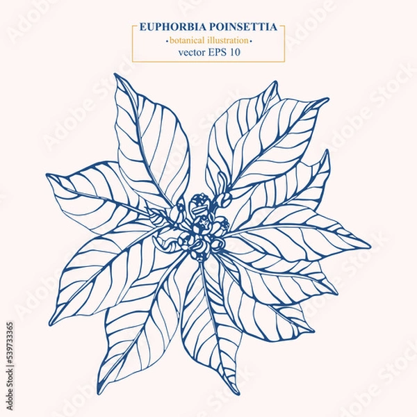 Fototapeta Vector hand drawn Euphorbia Poinsettia. Eps 10 botanical illustration