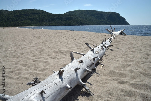 Obraz Driftwood tree trunk on beach
