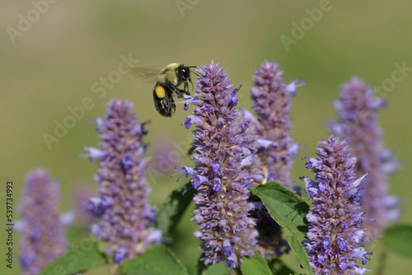 Obraz Bumblebee in flight to flower