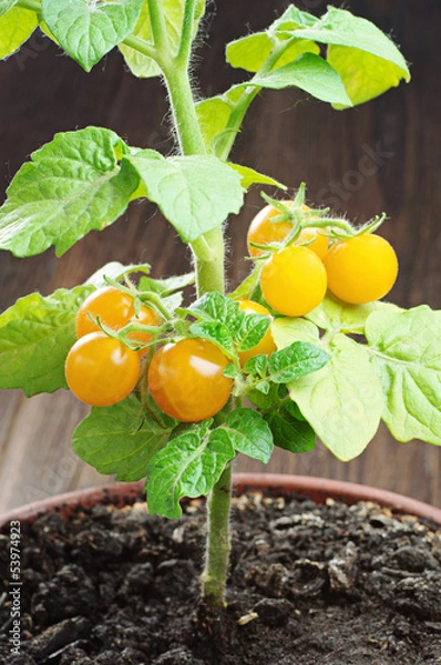 Fototapeta Small yellow tomatoes