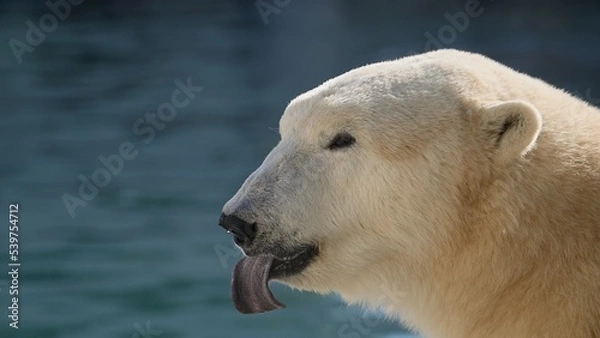 Fototapeta Beautiful Portrait of Polar bear in nature landscape near cold water of ocean, show his long tongue and smile somewhere, funny image