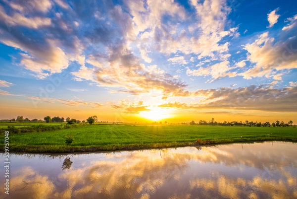 Fototapeta Sunset at the rice field and reflection from the water of the small canal in the farmland, countryside of Thailand