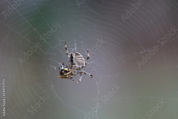 Fototapeta spider on web