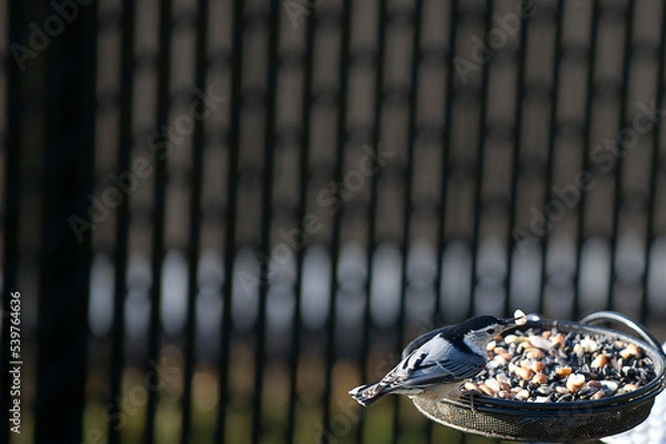 Obraz oiseau avec nourriture