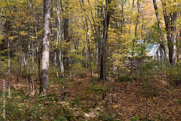 Obraz une cabane dans le bois