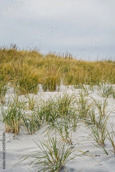 Obraz sand dunes and grass