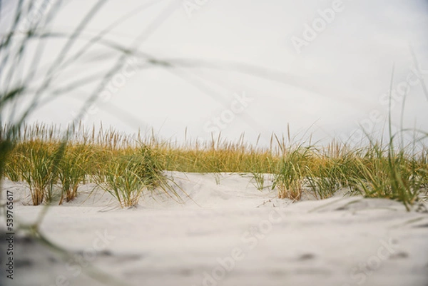 Obraz grass on the beach