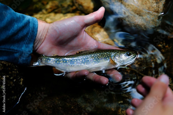 Obraz Native brook trout