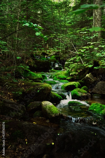 Obraz stream in the forest