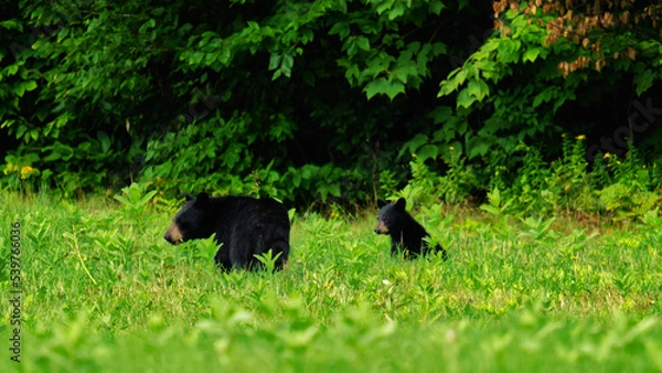 Obraz black bear cub on the grass