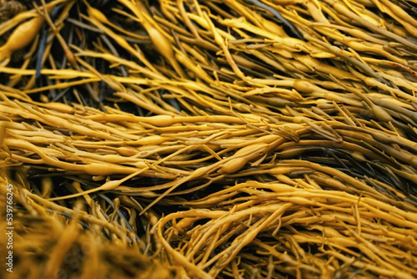 Obraz Yellow Seaweed