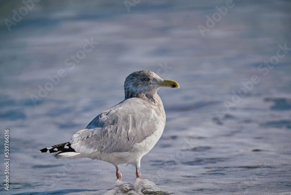 Obraz seagull on the beach