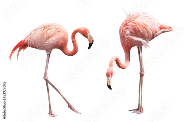 Fototapeta Dwa flamingo