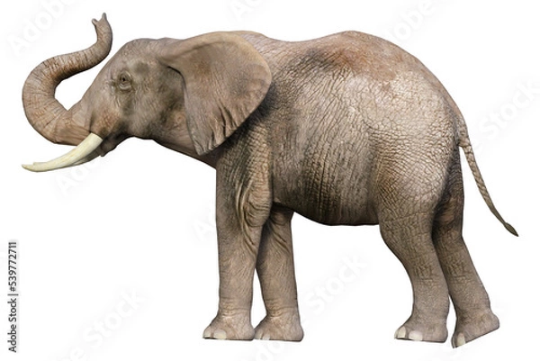 Fototapeta elephant isolated on transparent