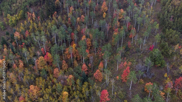 Fototapeta Colorful variety of autumn trees in Utah, drone aerial shot, maples, aspen, pines, oaks.