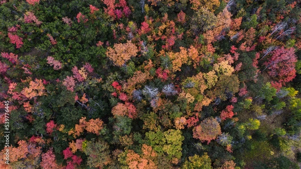 Fototapeta Colorful variety of autumn trees in Utah, drone aerial shot looking straight down, maples, aspen, pines, oaks.