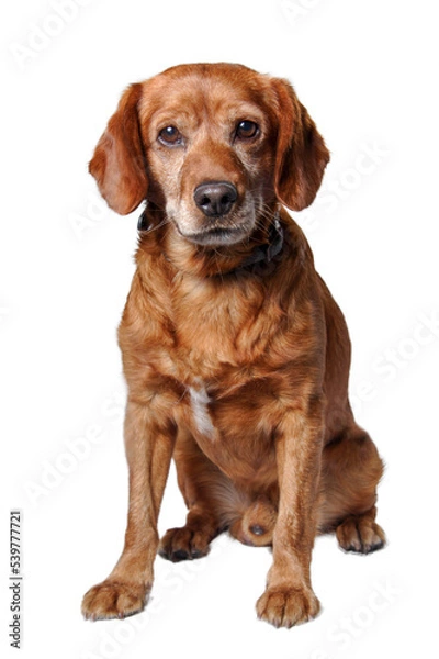 Obraz one brown dog (mongrel) , png file