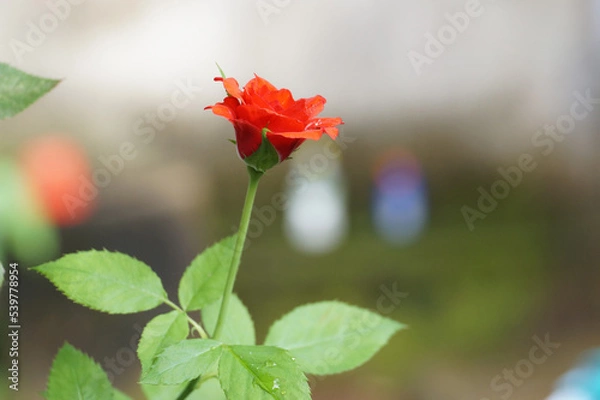 Obraz Rose flower in the blur background 
