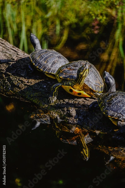 Obraz turtles on a log