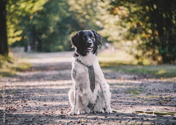 Obraz sitting stabyhoun in the forest