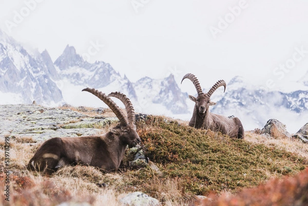 Obraz two ibex on grassy slope in alpine landscape