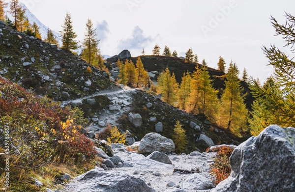 Obraz yellow larches next to a autumn mountain trail