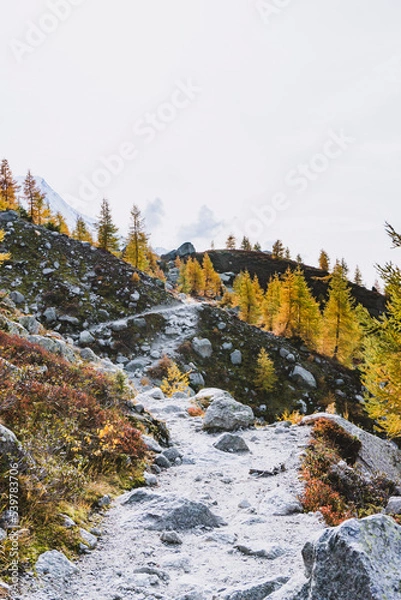 Obraz portrait autumn larches at mountain trail