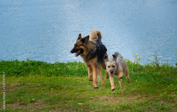 Obraz German shepherd running on the beach with another dog