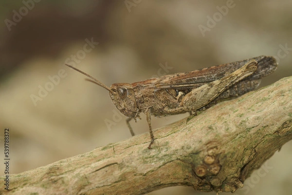 Fototapeta Closeup on an adult European Bow-winged grasshopper, Chorthippus biguttulus group