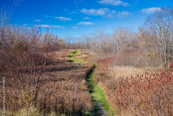 Obraz Fall Footpath in the field