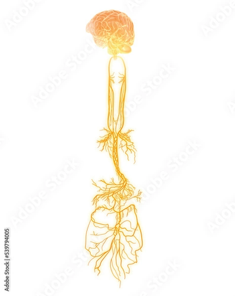 Fototapeta Active brain and energetic vagus nerve, communication, meditation, 3D illustration