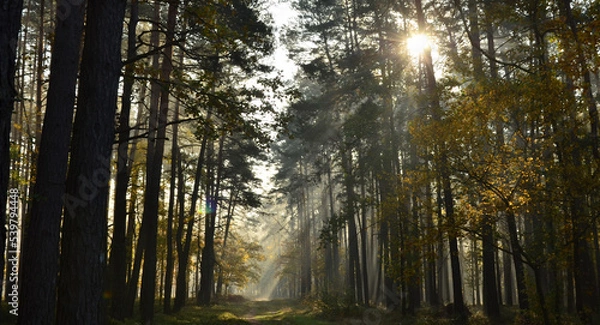 Fototapeta Jesienna mgła