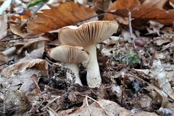 Fototapeta Close up of a mushroom on the ground in the middle of the forest
