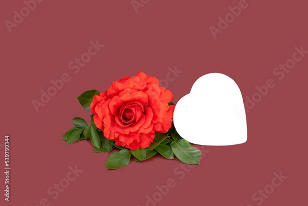 Obraz Red rose and white heart on red background, place for text.  Valentines Day, Birthday, Greeting Card. 