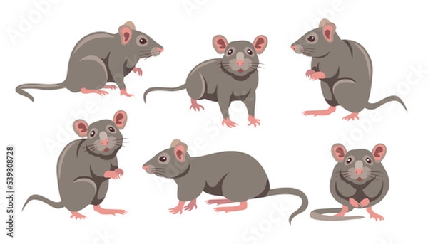 Obraz Cute grey mouse in different poses cartoon illustration set. Little house mice or rat character with long tail isolated on white background. Animal, rodent concept