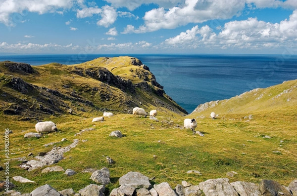 Fototapeta Sheep graze high above the Atlantic at the Slieve League cliffs west of Killybegs in southwest Donegal. Ireland.