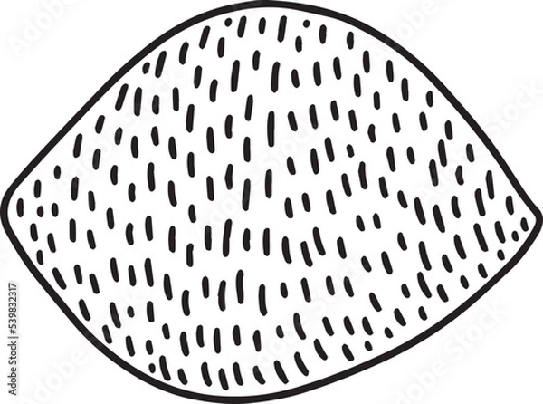 Fototapeta Vector lemon sketch illustration