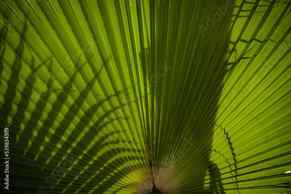 Obraz palm leaf background